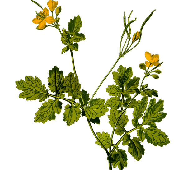 plante medicinale pentru a calma durerea testiculară la bărbați